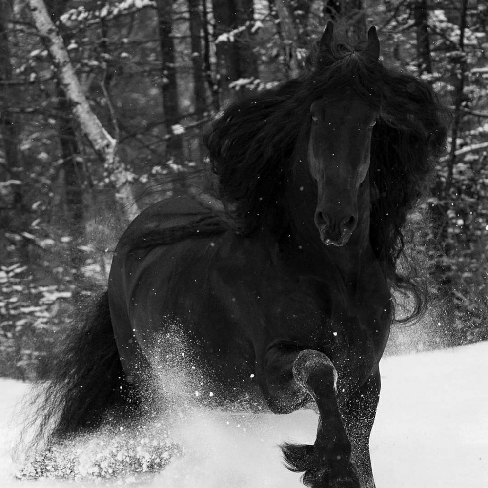 Meet your Posher, Laurie